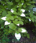 Aktinidia pstrolistna Adam