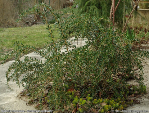 Berberys brodawkowaty (gruczołkowaty)