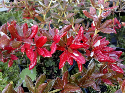 Berberys brodawkowaty (gruczołkowaty)