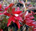 Berberys brodawkowaty (gruczołkowaty)