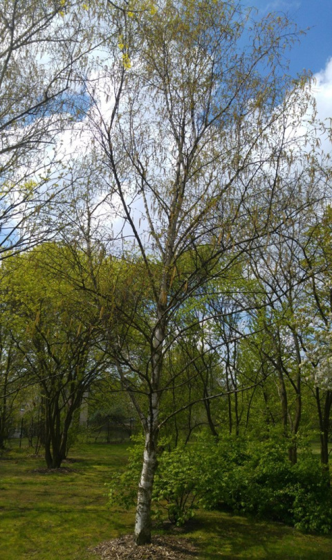 Brzoza brodawkowata Betula pendula
