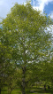 Brzoza brodawkowata Betula pendula