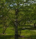 Brzoza brodawkowata Betula pendula