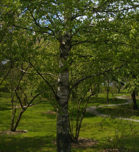 Brzoza brodawkowata Betula pendula