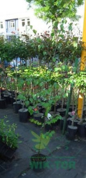 Brzoza Jacquemonta Betula