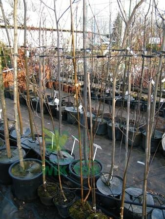 Brzoza Jacquemonta Betula