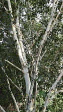 Brzoza Jacquemonta Betula