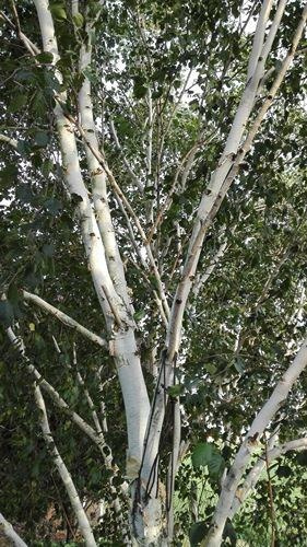 Brzoza Jacquemonta Betula