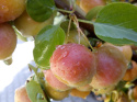 Jabłoń Golden Hornet Malus