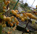 Jabłoń Golden Hornet Malus