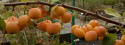 Jabłoń Golden Hornet Malus