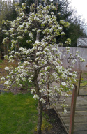 Jabłoń Golden Hornet Malus