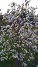 Jabłoń Golden Hornet Malus