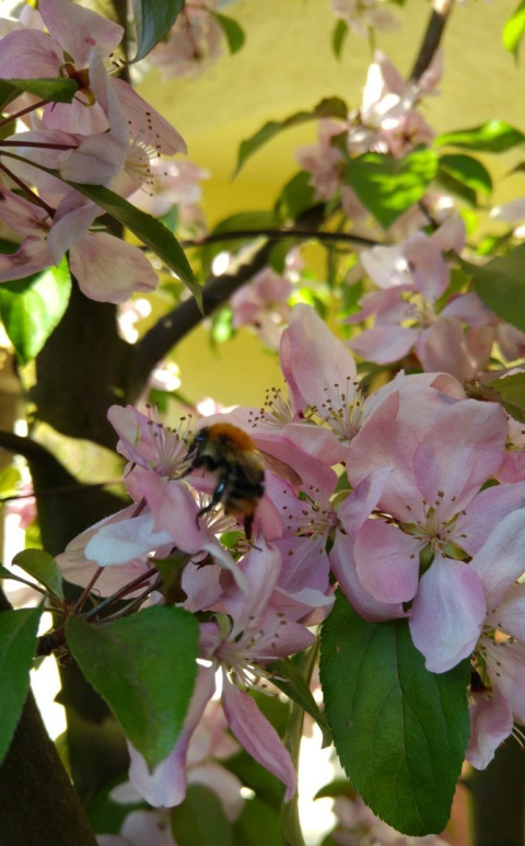Jabłoń Golden Hornet Malus