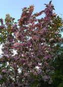 Jabłoń Golden Hornet Malus