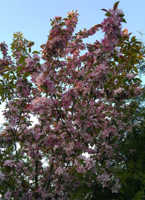 Jabłoń Golden Hornet Malus