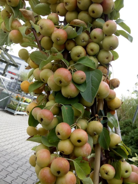 Jabłoń Golden Hornet Malus