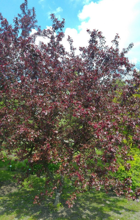 Jabłoń Royalty Malus