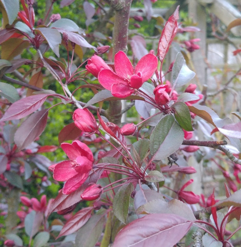 Jabłoń Royalty Malus