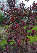 Jabłoń Royalty Malus