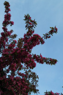 Jabłoń Royalty Malus