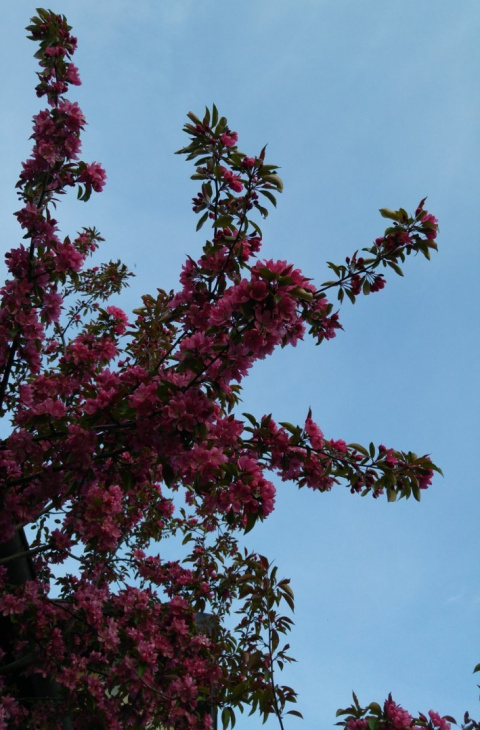 Jabłoń Royalty Malus