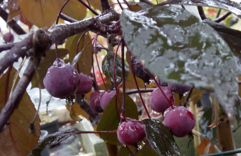 Jabłoń Royalty Malus