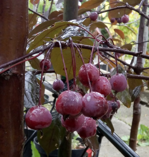 Jabłoń Royalty Malus