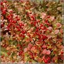 Berberys Thunberga Red Pillar