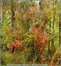 Berberys Thunberga Red Pillar