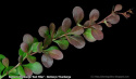Berberys Thunberga Red Pillar