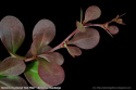 Berberys Thunberga Red Pillar