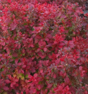 Berberys Thunberga Red Pillar