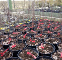 Berberys Thunberga Red Pillar