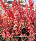 Berberys Thunberga Red Pillar