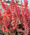 Berberys Thunberga Red Pillar