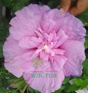Ketmia syryjska Hibiskus różowy pełny