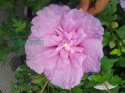 Ketmia syryjska Hibiskus różowy pełny