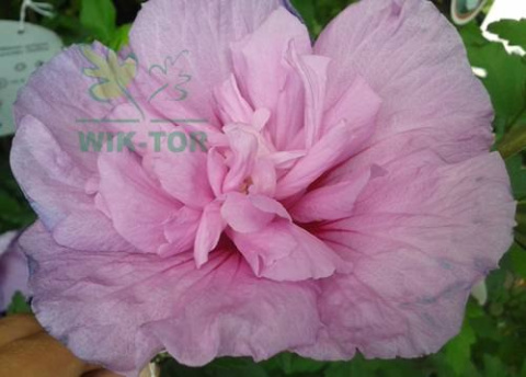 Ketmia syryjska Hibiskus różowy pełny
