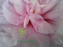 Ketmia syryjska Hibiskus różowy pełny