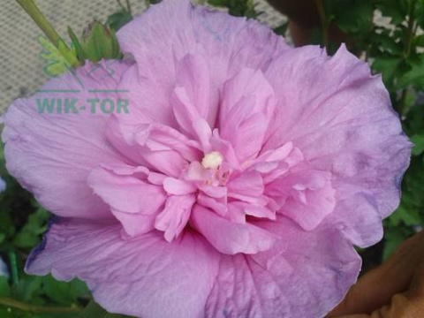 Ketmia syryjska Hibiskus różowy pełny