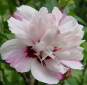 Ketmia syryjska Leopoldii hibiskus hibiscus
