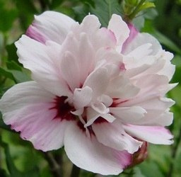 Ketmia syryjska Leopoldii hibiskus hibiscus