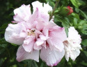 Ketmia syryjska Leopoldii hibiskus hibiscus