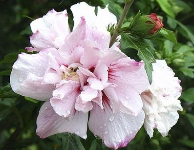 Ketmia syryjska Leopoldii hibiskus hibiscus