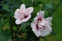 Ketmia syryjska Leopoldii hibiskus hibiscus