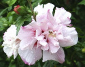 Ketmia syryjska Leopoldii hibiskus hibiscus