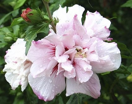 Ketmia syryjska Leopoldii hibiskus hibiscus