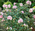 Ketmia syryjska Leopoldii hibiskus hibiscus
