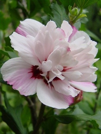 Ketmia syryjska Leopoldii hibiskus hibiscus